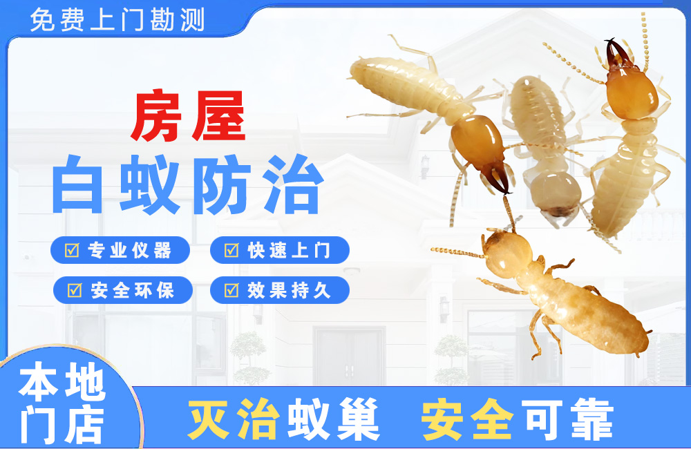 仪征房屋白蚁防治